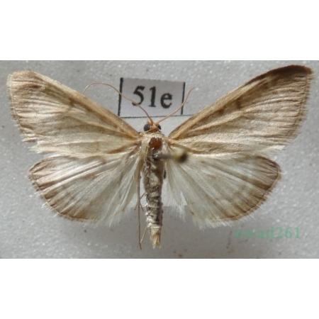 Anania fuscalis (Denis & Schiffermüller, 1775) Czech51e